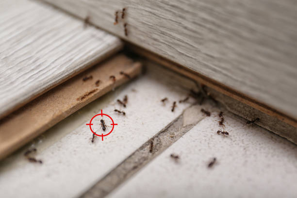 Best Best Pest Control Companies  in Jekyll Island, GA