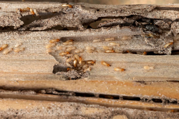 Best Best Pest Control Companies  in Jekyll Island, GA